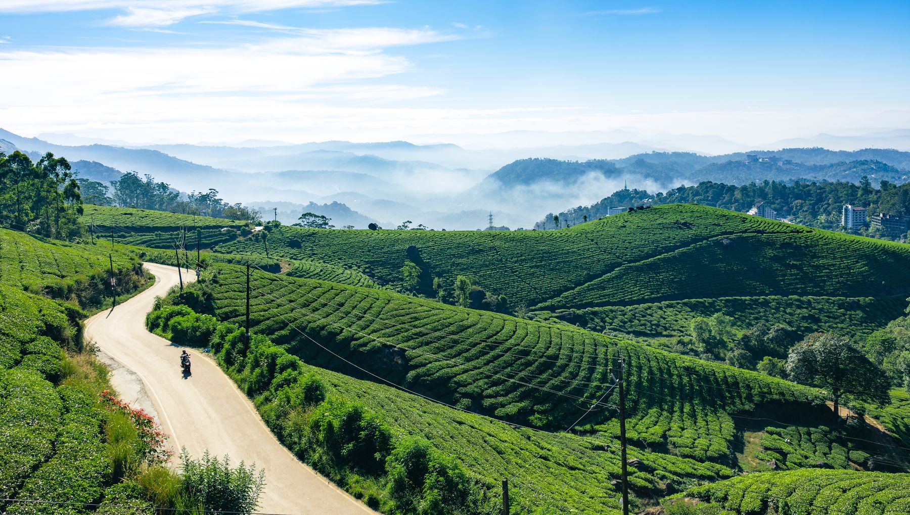 Tea Estate Road